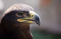 Golden Eagle