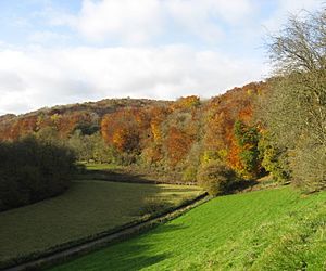 Golden valley autumn