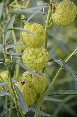 Gomphocarpus physocarpus swan plant.jpg