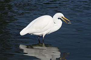 Great egret and a fish in GGP 11