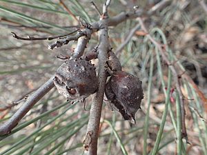 Hakea strumosa fruit