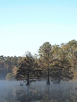 Hickory hills lake cypress