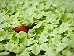 Jacana spinosa (foraging)