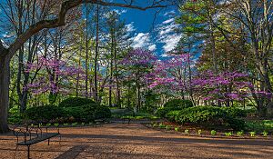 Keyhole Garden may 1