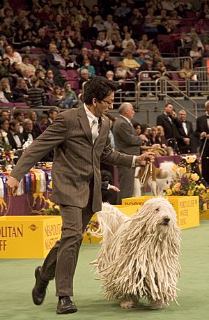 Komondor Westminster Dog Show