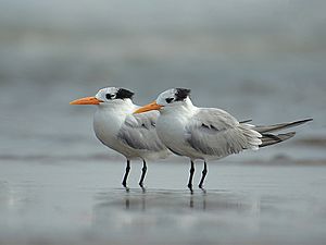 Lesser crested terns (Thalasseus bengalensis) by Shantanu Kuveskar.jpg