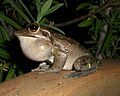 Litoria moorei, calling