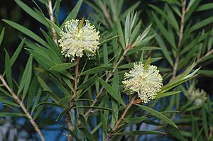 Melaleuca croxfordiae.jpg