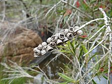 Melaleuca sabrina (fruits)