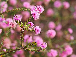 Melaleuca tuberculata (leaves, flowers, fruit).JPG