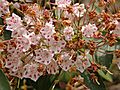 Mountain Laurel Kalmia latifolia 'Olympic Wedding' Young Old Flowers 3264px