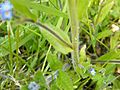 Myosotis arvensis, leaf