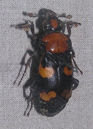 Nicrophorus americanus - Sankt-Peterburg