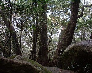 Nothofagus moorei in Lamington National Park Australia