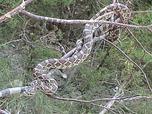 Pantherophis guttatus emoryi.jpg