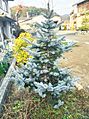 Picea pungens Hoopsii201601