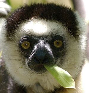 Propithecus verreauxi 001