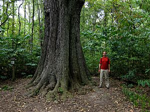 Quercus pagoda.jpg