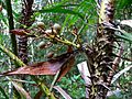 Rattan Palm (Calamus rotang) with fruits (7844049166)