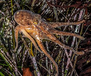 Red Octopus rescued