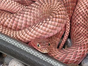 Red Racer Coachwhip