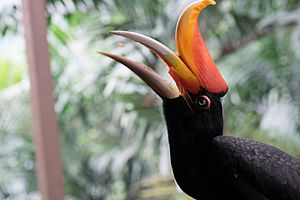 Rhinoceros Hornbill nipping a peanut (24075109683)