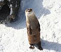 River Otter - Buffalo Zoo