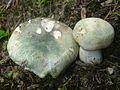 Russula virescens BŻ2.1.jpg