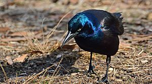 Spinus-common-grackle-2015-03-n029780-w