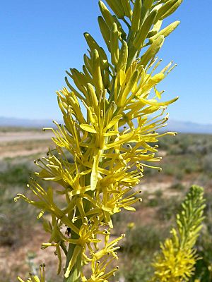 Stanleya pinnata flowers.jpg