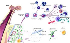 Stemcelldifferentiaion