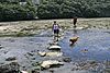 Stepping stones, St Anthony-in-Meneage - geograph.org.uk - 625355.jpg