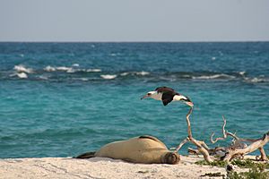 Tern Island