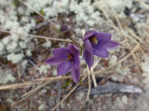 Thelymitra x dentata.jpg