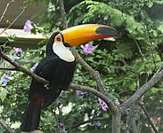 Toco toucan london