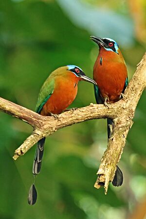 Trinidad motmots (Momotus bahamensis)