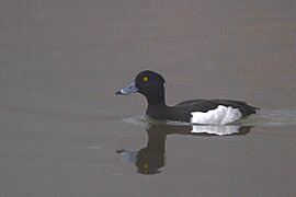 Tufted Duck pangolakha Wildlife Sanctuary East Sikkim India 27.03.2016