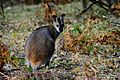 Unidentified kangaroo -Blue Mountains, New South Wales, Australia-8 (1)