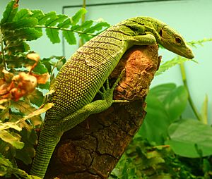 Varanus prasinus.jpg