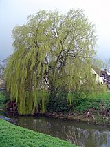 Weeping willow in alconbury.jpg