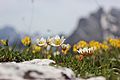 Weiße Silberwurz (Dryas octopetala) 1