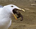 Western Gull eating starfish