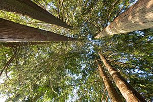 Western red cedars, looking up