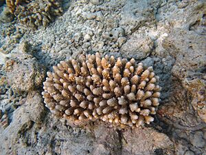 Acropora lutkeni Maldives.jpg