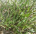 Agrostis Wuchs