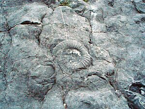 Ammonites de Digne