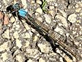 Argia moesta-female blue form