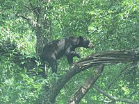 Bear captured on camera at Cades Cove July 2012 IMG 5005