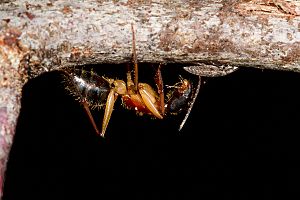 Black-headed Sugar Ant (Camponotus nigriceps)