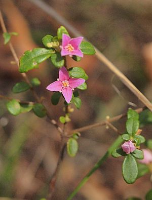 Boronia obovata flowers.jpg